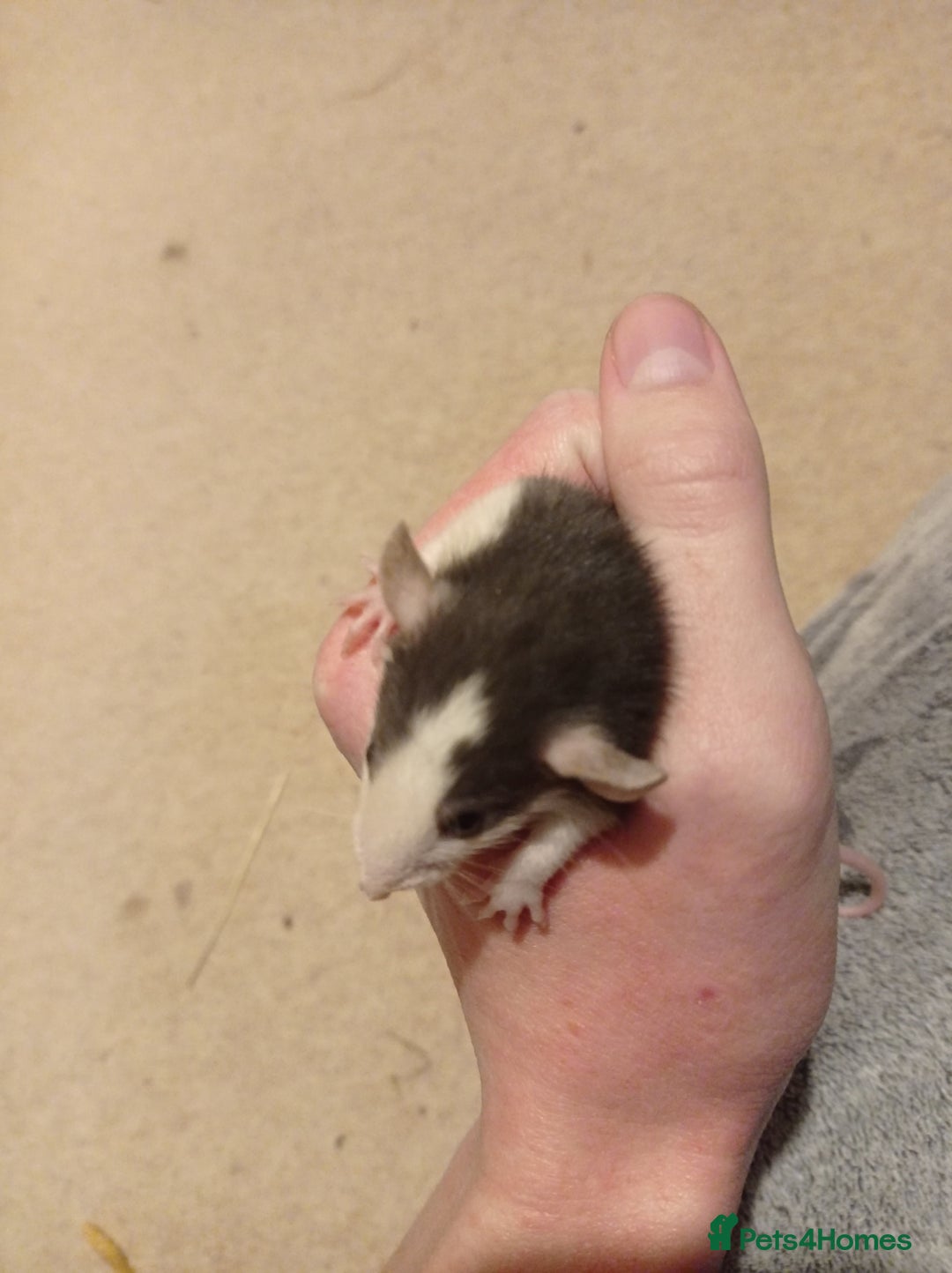 Rat rodents for sale: Lovely tame rats for sale red eyed, normal, albino - Advert 17