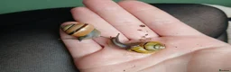 Snails invertebrates for sale: Helix aspersas [rare garden snails] For sale - Advert 1