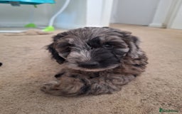 Sproodle dogs for sale: Sproodle Merle puppies  - Advert 28