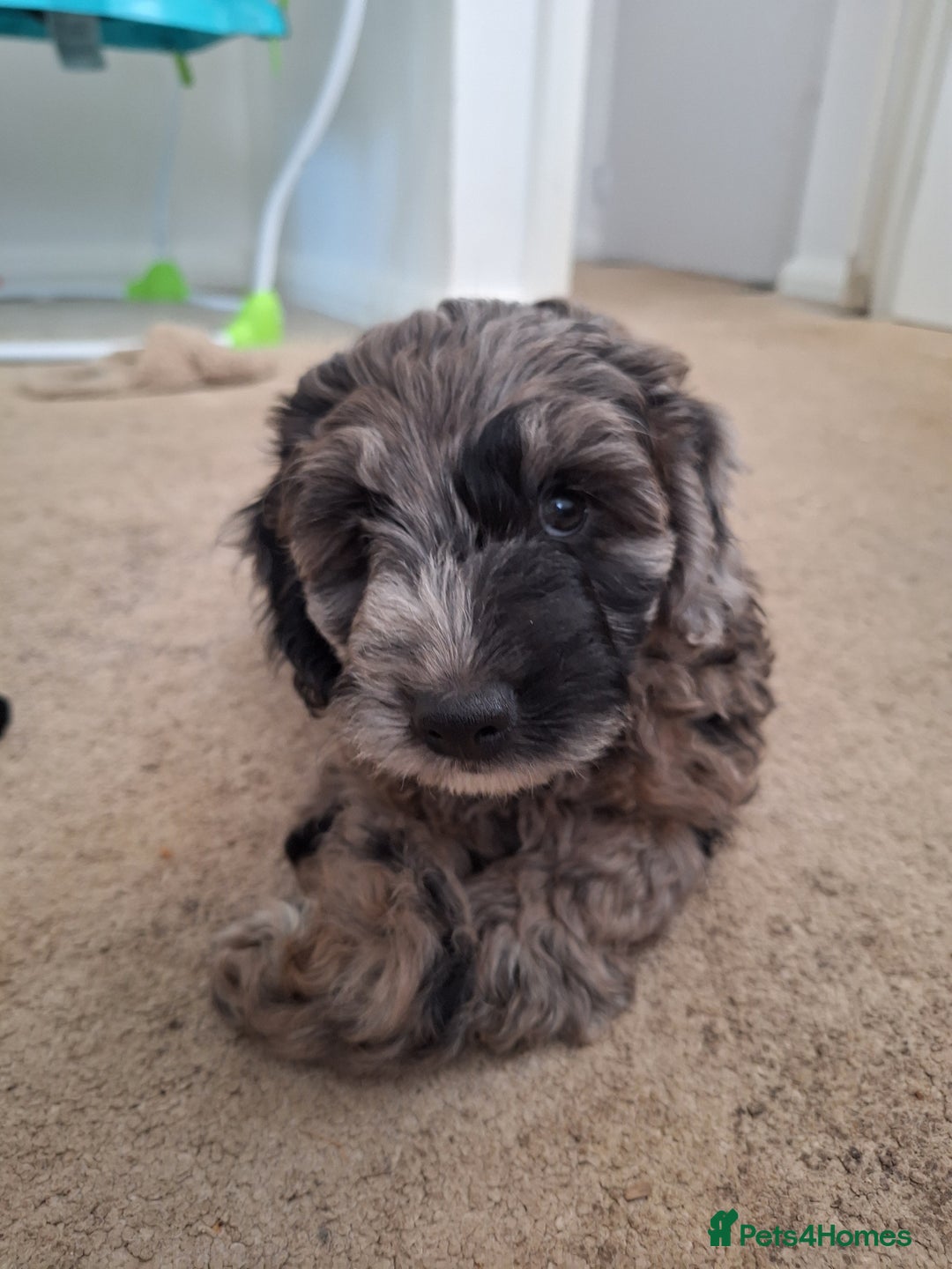 Sproodle dogs for sale: Sproodle Merle puppies  - Advert 28