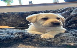 Labrador Retriever dogs for sale: Labradors  - Image 8