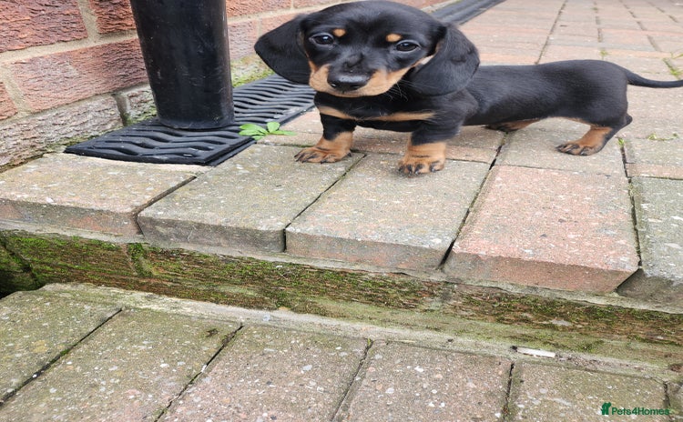 Miniature Dachshund dogs - Advert 2