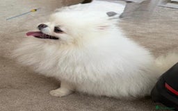 Pomapoo dogs for sale: Pomapoo Puppy - Advert 14