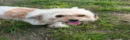 Mixed Breed dogs for sale: Health Tested Cavachon x Maltipoo in Colchester - Advert 3