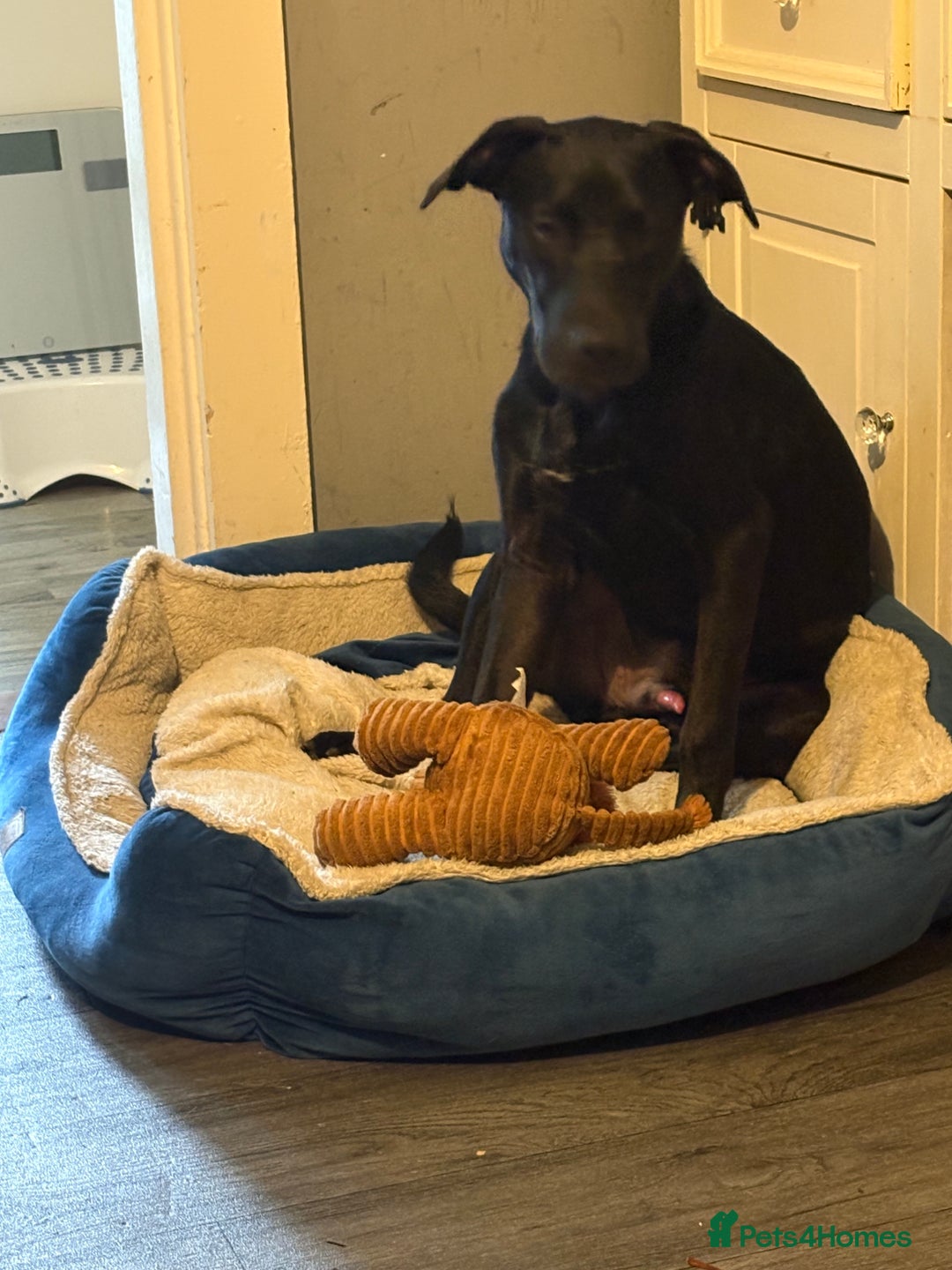 Mixed Breed dogs for sale: 7 month old Labrador x - Image 1
