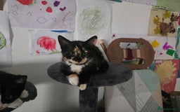 Mixed Breed cats for sale: Need a home - Image 8