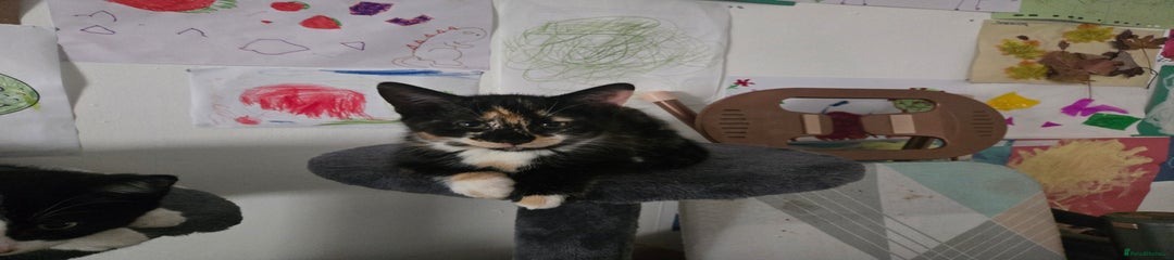 Mixed Breed Kitten 2
