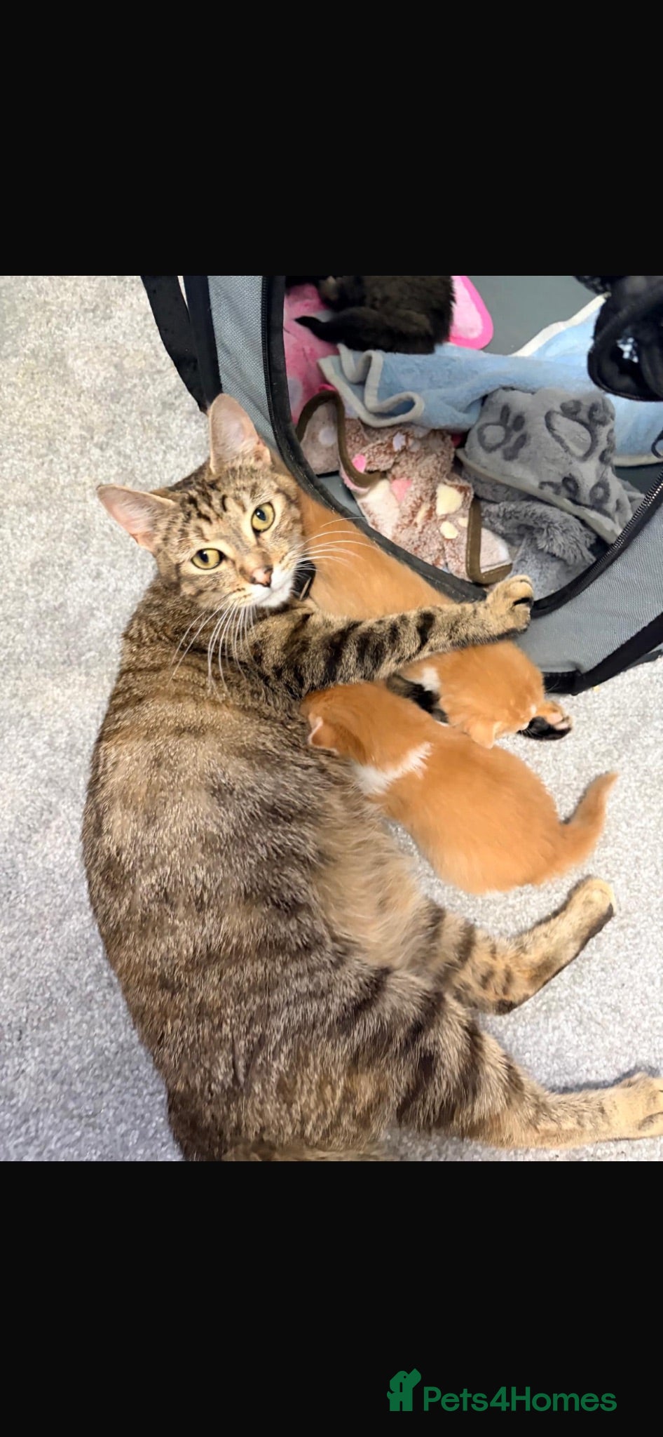 Mixed Breed cats X4 male kittens  - Advert 3