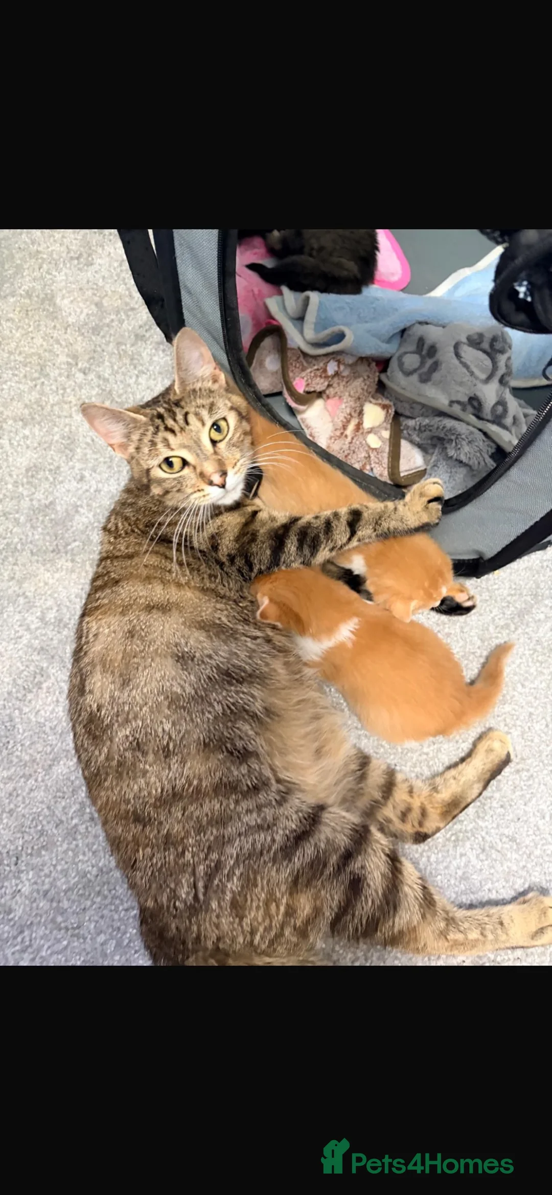 Mixed Breed cats for sale: X4 male kittens  in Hornsea - Advert 1