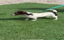 Jack Russell dogs for sale: Beautiful jack russel girl  in Chippenham - Image 1
