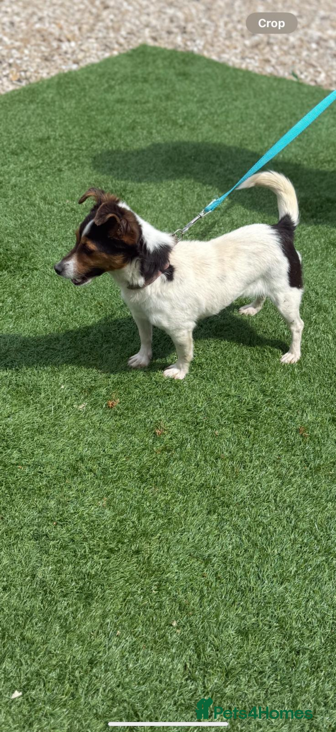 Jack Russell dogs for sale: Beautiful jack russel girl  in Chippenham - Image 1