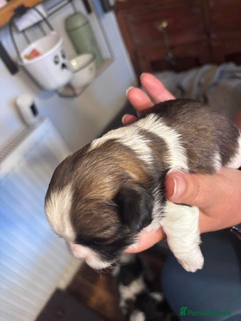 Shih Tzu dogs Wonderful Home - raised Shih Tzu Puppies for sale - Advert 2