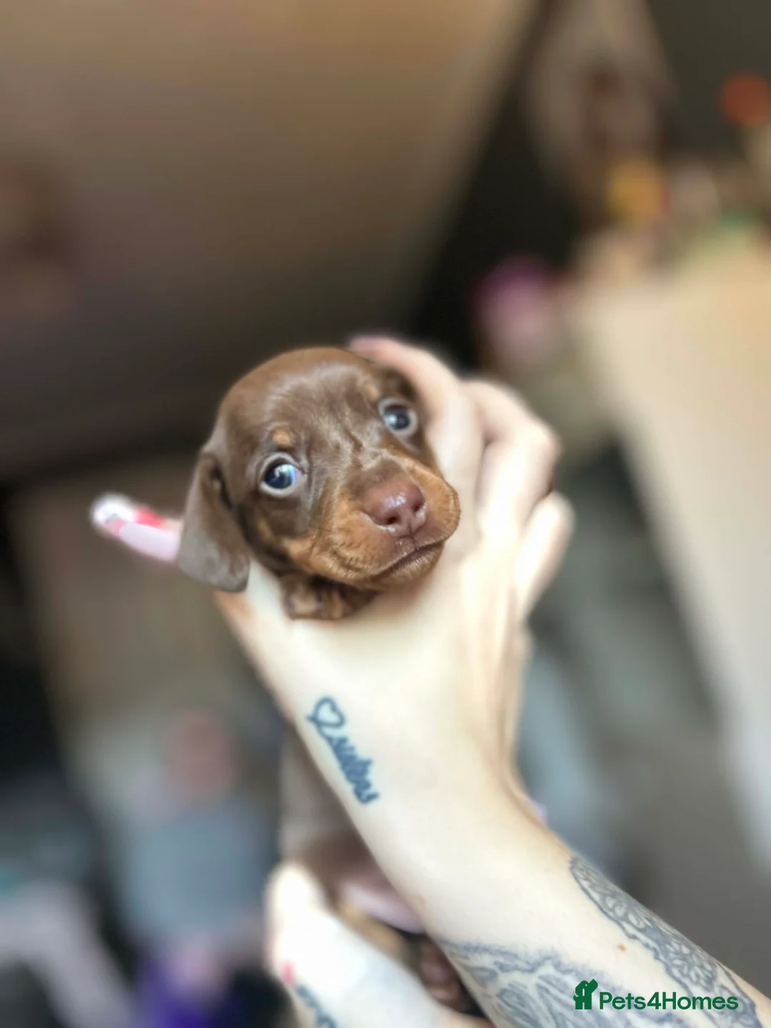 Miniature Dachshund dogs for sale: Miniature dachshund 🐶🩷🩵 - Advert 12