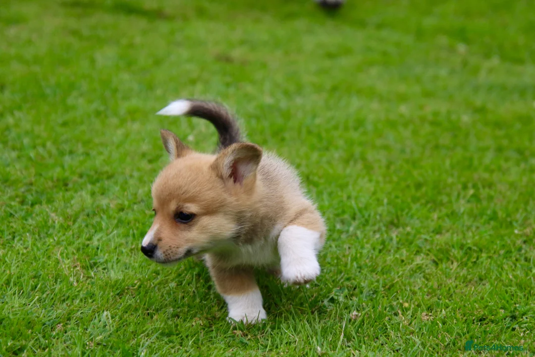 Welsh Corgi Pembroke dogs for sale: Pembroke corgi pups - Advert 2