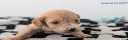 Cavapoochon dogs for sale: PRA Clear genetically DNA Tested Cavapoochons in Towcester - Advert 14