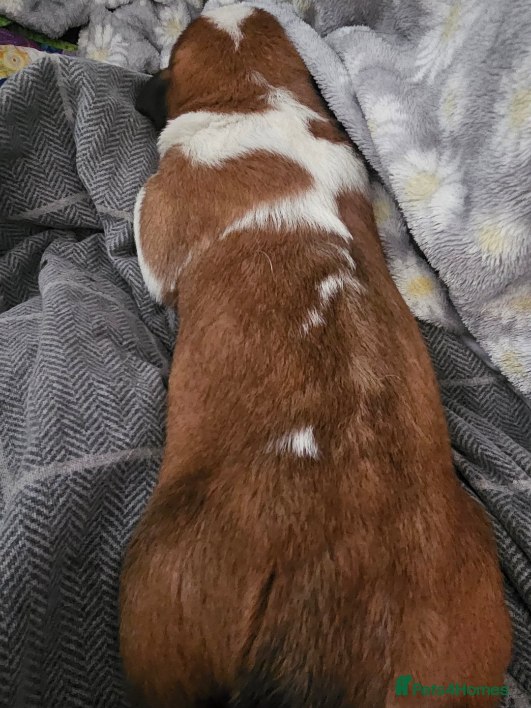 Saint Bernard dogs for sale: 6th Generation St Bernard KC Reg puppies - Image 11