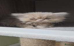 Persian cats for sale: Pure Persian kitten, champion bloodline  - Image 5