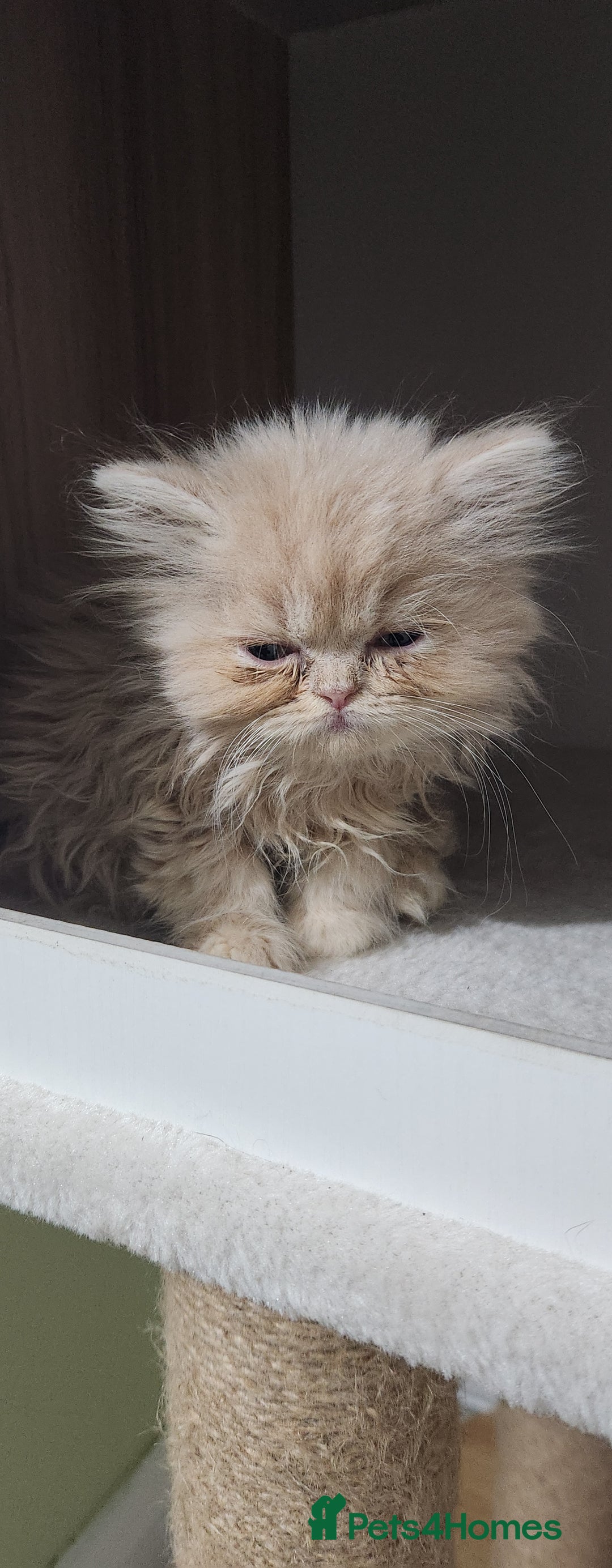Persian cats for sale: Pure Persian kitten, champion bloodline  - Image 5