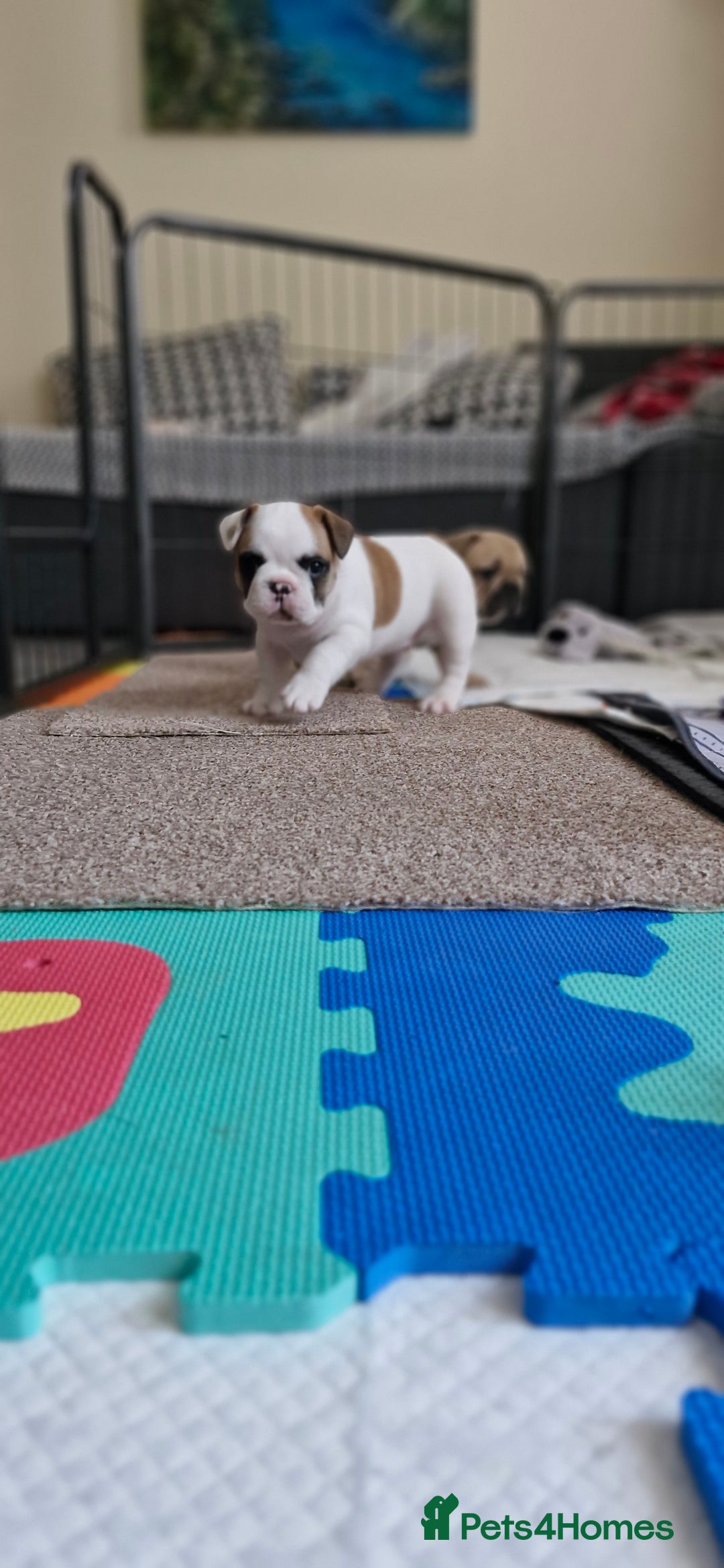 French Bulldog dogs for sale: French Bulldogs - Image 21