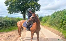 English Thoroughbred horses for sale: Dream 4 year old thoroughbred mare - Image 2