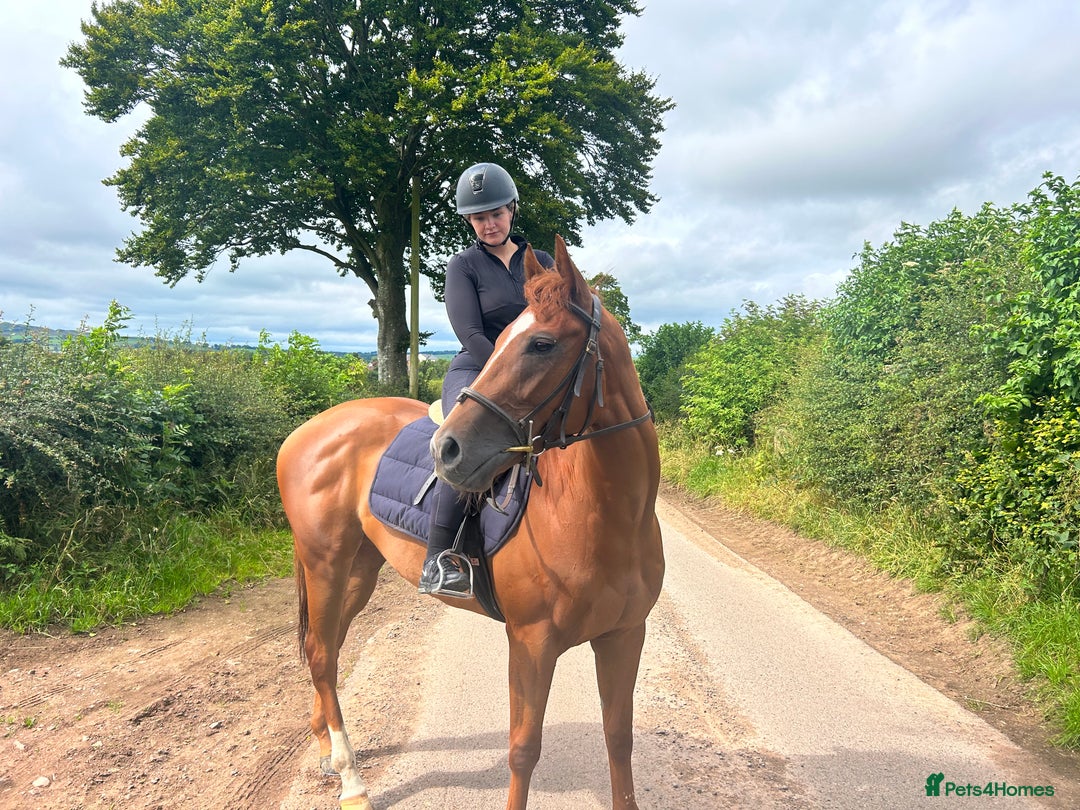 English Thoroughbred horses for sale: Dream 4 year old thoroughbred mare - Image 2