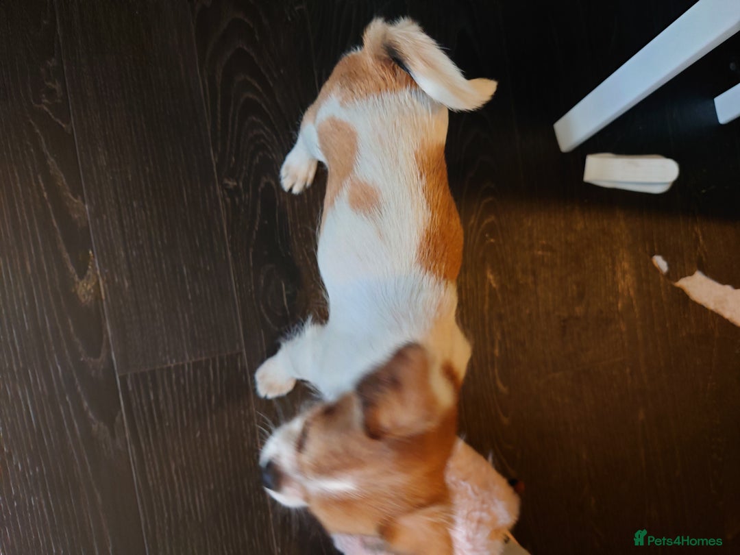 Mixed Breed dogs for sale: Female puppy for sale  - Image 3