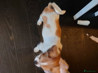 Mixed Breed dogs - Advert 2