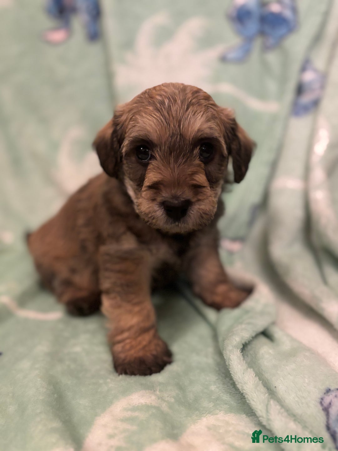 Mixed Breed dogs for sale: Westiepoo puppies - Advert 26