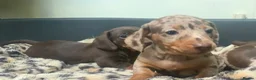 Miniature Dachshund dogs for sale: Funny happy miniature dachshund puppies - Advert 27