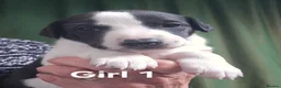 Whippet dogs for sale: KC reg Whippet puppies - Advert 4