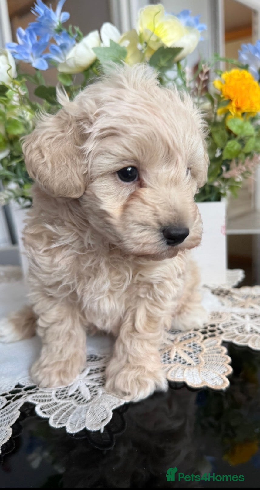 Maltipoo dogs One Gorgeous Teddy Bear puppy  - Advert 1