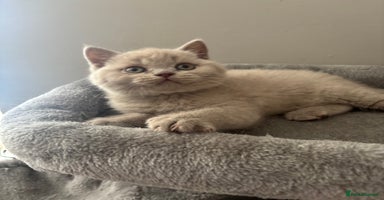 British Shorthair cats - Advert 7