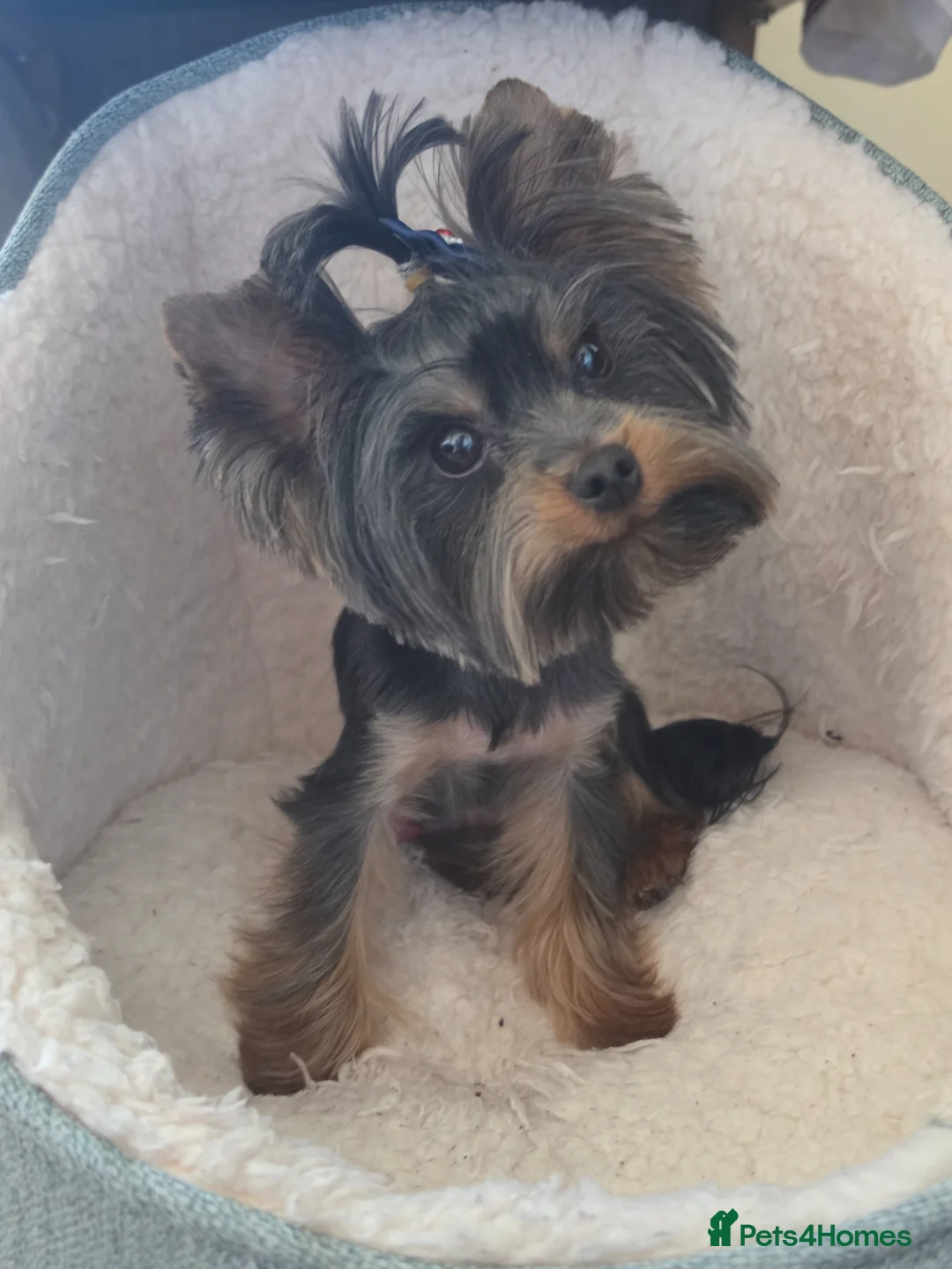 Yorkshire Terrier dogs for stud: For stud  - Advert 1