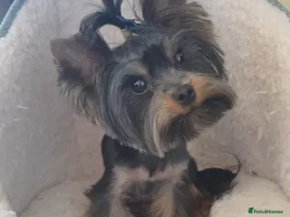 Yorkshire Terrier dogs For stud - Advert 2