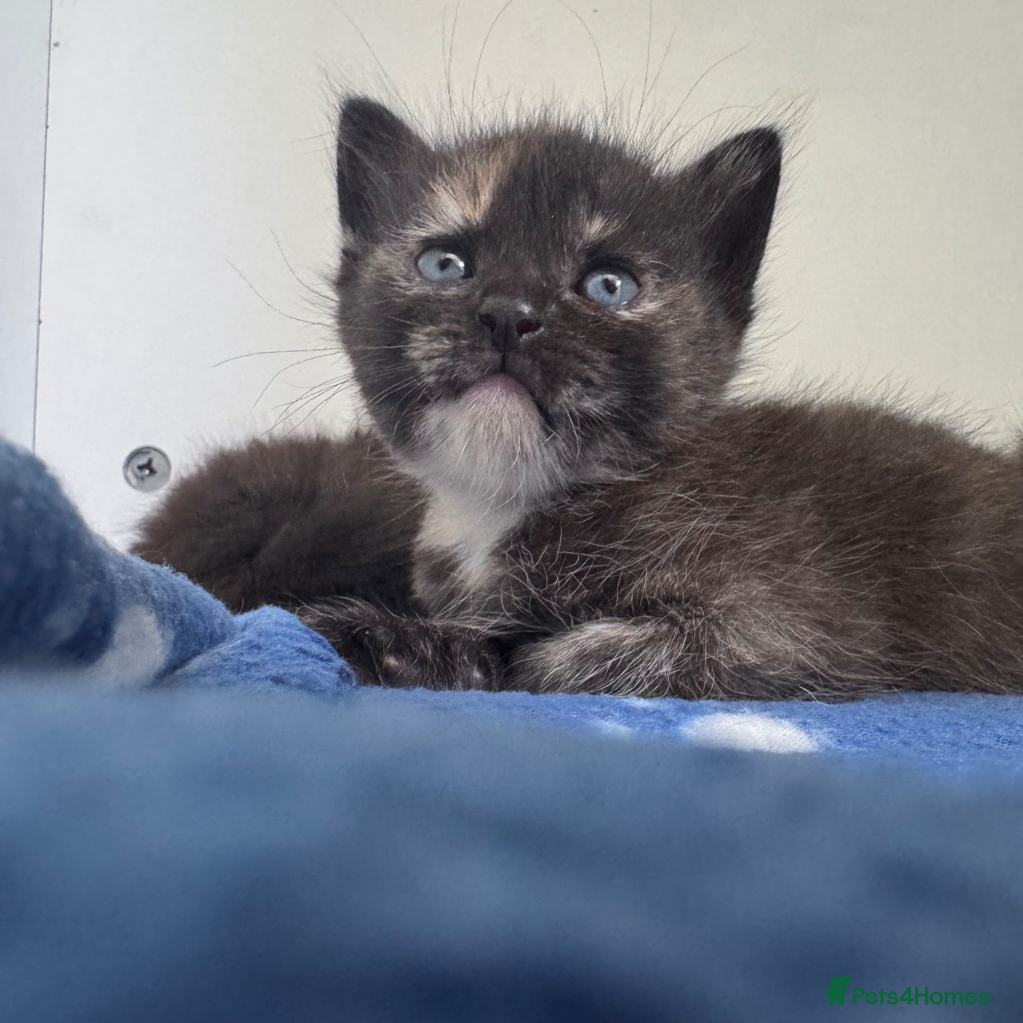 Mixed Breed cats Fluffy Long Haired Kittens - Ready 15 August - Advert 4
