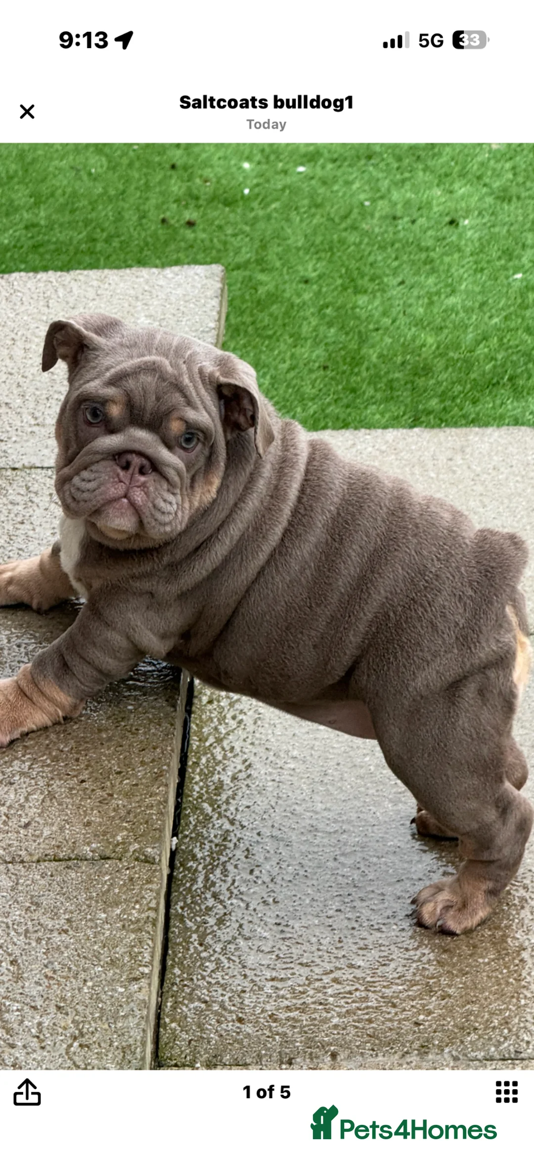 English Bulldog dogs for sale: Mr MAVERICK 🩸 daughter  - Advert 1