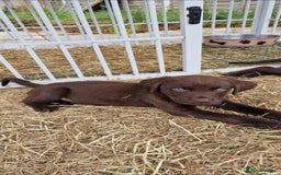Labrador Retriever dogs for sale: KC REGISTERED CHOCOLATE LABRADOR  - Image 5