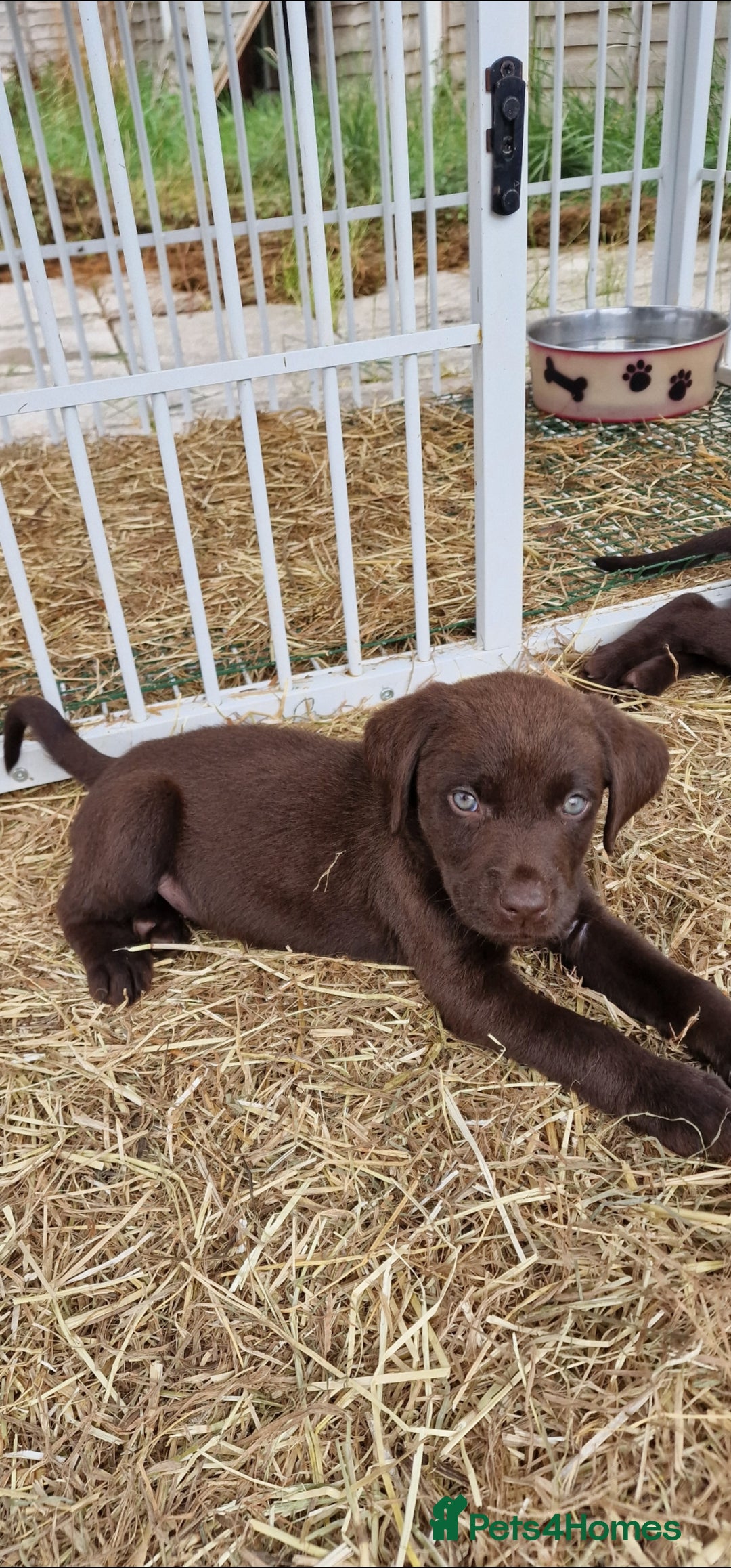 Labrador Retriever dogs for sale: KC REGISTERED CHOCOLATE LABRADOR  - Image 5
