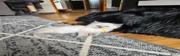 Ragdoll cats for sale: Raggymascot Catery Ragdolls - Advert 6