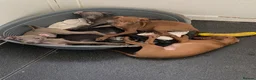 Italian Greyhound dogs for sale: Beautiful Italian greyhound puppies  - Advert 3