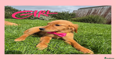 Golden Retriever dogs - Advert 16