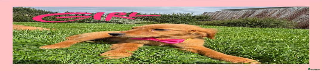 Golden Retriever Puppy 9