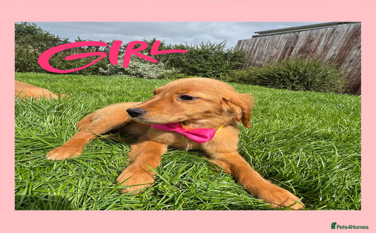 Golden Retriever dogs - Advert 1