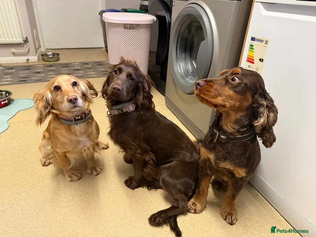 Cocker Spaniel dogs for sale: KC Health Tested Cocker Spaniel - Advert 6