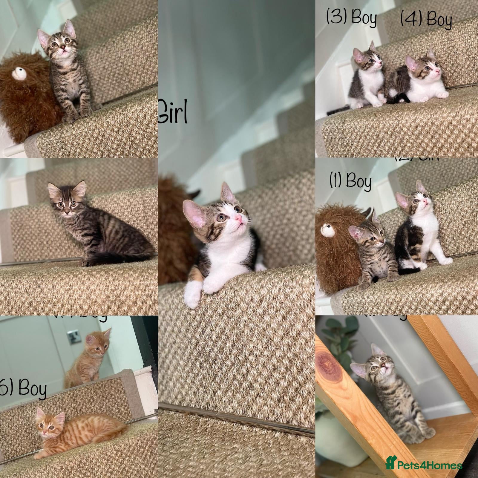 Mixed Breed cats 5 Tabby kittens Available now  - Advert 6