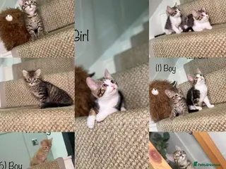 Mixed Breed cats 5 Tabby kittens Available now - Advert 6