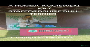 Staffordshire Bull Terrier dogs - Advert 1