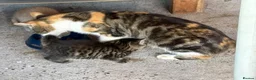 Mixed Breed cats for sale: 5 lovely female kittens for sale - Advert 10