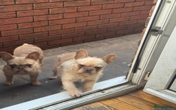 French Bulldog dogs for sale: Stu Little, Curious George, Martha, Bunjee - Advert 3