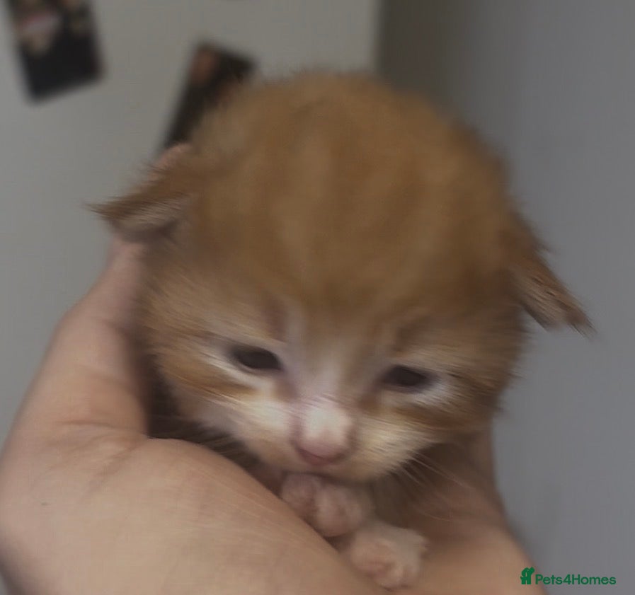 Mixed Breed cats Beautiful Kittens For Sale  - Advert 2